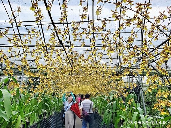 文心蘭黃金隧道-金雙甡花卉農場 (4).jpg 文心蘭黃金隧道-金雙甡花卉農場 (4).jpg