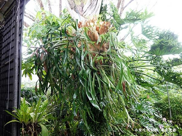 冰棒販賣部外面-超大鹿角蕨-金雙甡花卉農場.jpg 冰棒販賣部外面-超大鹿角蕨-金雙甡花卉農場.jpg