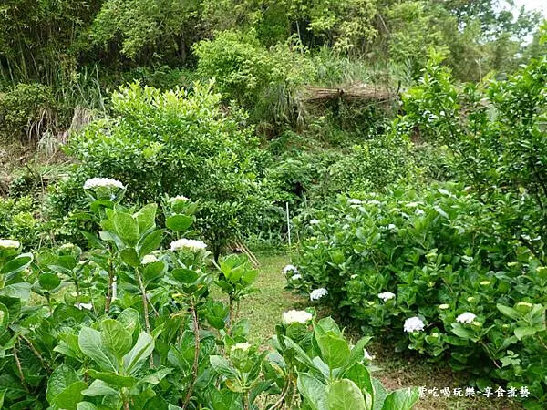 枕頭山農莊-吳家果樹農園繡球花季 (23).jpg 枕頭山農莊-吳家果樹農園繡球花季 (23).jpg