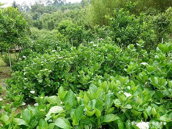 枕頭山農莊-吳家果樹農園繡球花季 (2).jpg 枕頭山農莊-吳家果樹農園繡球花季 (2).jpg