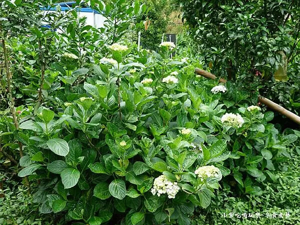 枕頭山農莊-吳家果樹農園繡球花季 (10).jpg 枕頭山農莊-吳家果樹農園繡球花季 (10).jpg