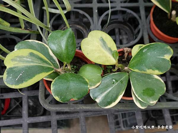 心葉毯蘭錦-金雙甡花卉農場.jpg 心葉毯蘭錦-金雙甡花卉農場.jpg