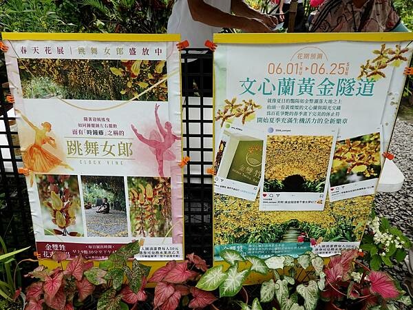 56月展出的花卉-金雙甡花卉農場.JPG 56月展出的花卉-金雙甡花卉農場.JPG