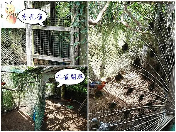 枕頭山農莊餐飲區-孔雀.jpg 枕頭山農莊餐飲區-孔雀.jpg