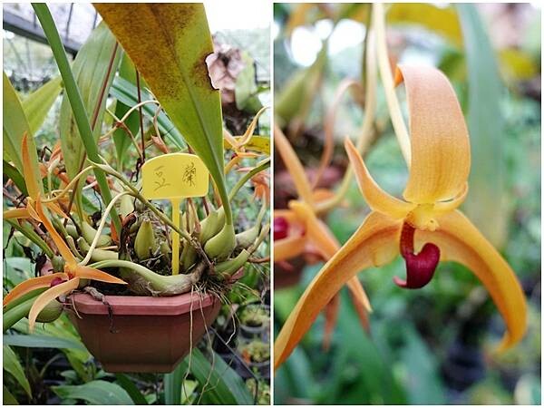 豆蘭-金雙甡花卉農場.jpg 豆蘭-金雙甡花卉農場.jpg