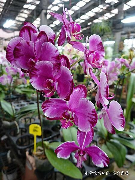販賣部蘭花盆栽-金雙甡花卉農場 (2).jpg 販賣部蘭花盆栽-金雙甡花卉農場 (2).jpg