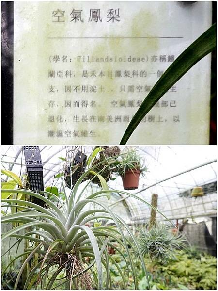 空氣鳳梨-金雙甡花卉農場.JPG 空氣鳳梨-金雙甡花卉農場.JPG