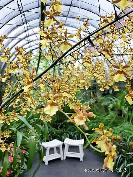 文心蘭拍照裝置區-金雙甡花卉農場 (3).jpg 文心蘭拍照裝置區-金雙甡花卉農場 (3).jpg