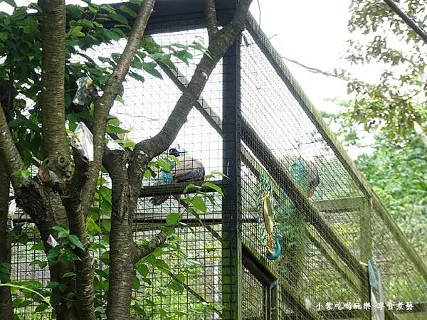 枕頭山農莊孔雀園 (1).jpg 枕頭山農莊孔雀園 (1).jpg