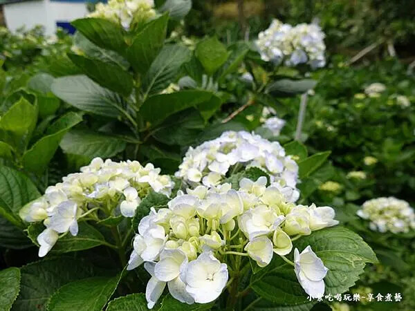 枕頭山農莊-吳家果樹農園繡球花季 (13).jpg 枕頭山農莊-吳家果樹農園繡球花季 (13).jpg