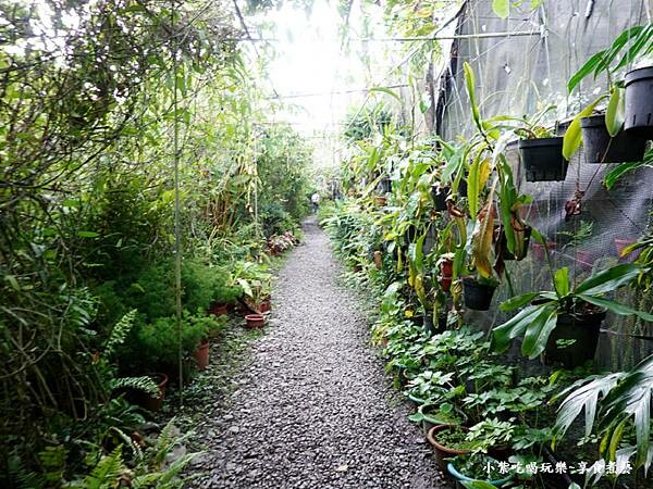 跳舞女郎-金雙甡花卉農場 (3).jpg 跳舞女郎-金雙甡花卉農場 (3).jpg