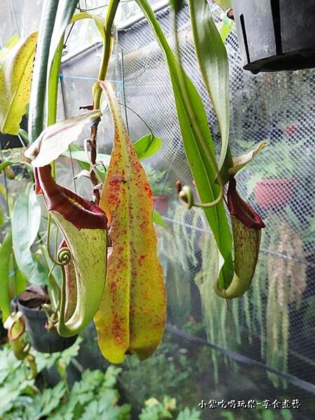 豬籠草-金雙甡花卉農場.jpg 豬籠草-金雙甡花卉農場.jpg