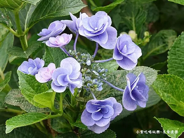 妖精之瞳繡球花-枕頭山農莊 (3)23.jpg 妖精之瞳繡球花-枕頭山農莊 (3)23.jpg