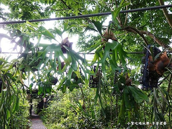 鹿角蕨區-金雙甡花卉農場 (2).jpg 鹿角蕨區-金雙甡花卉農場 (2).jpg