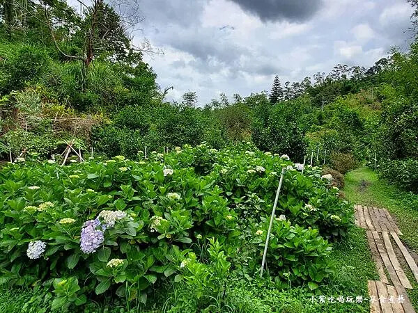 枕頭山農莊-吳家果樹農園繡球花季 (4).jpg 枕頭山農莊-吳家果樹農園繡球花季 (4).jpg