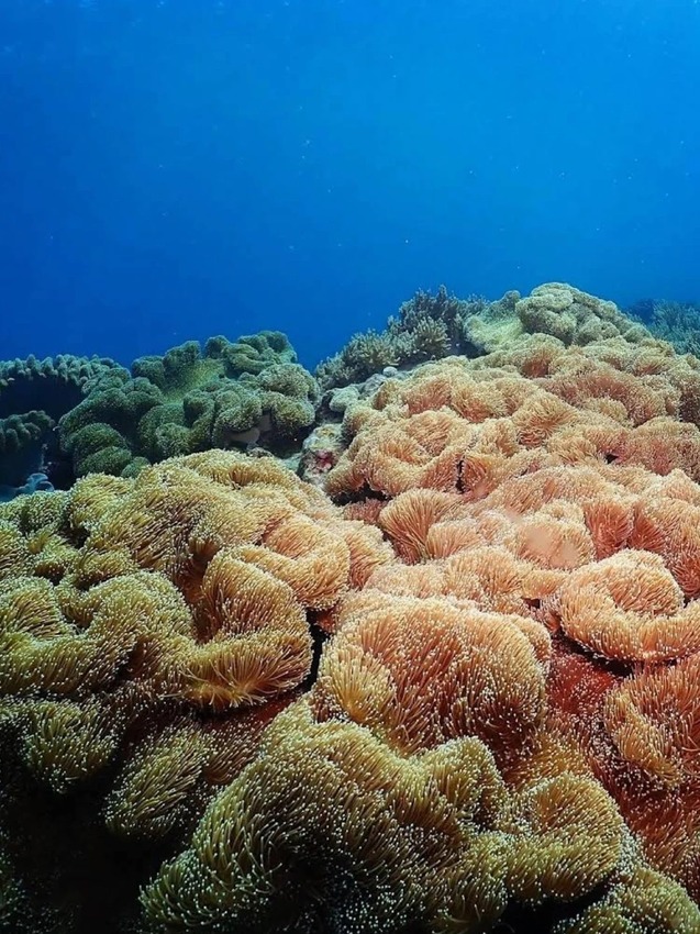 日本🇯🇵尋找沖繩夢幻的藍色光芒｜青之洞穴攻略