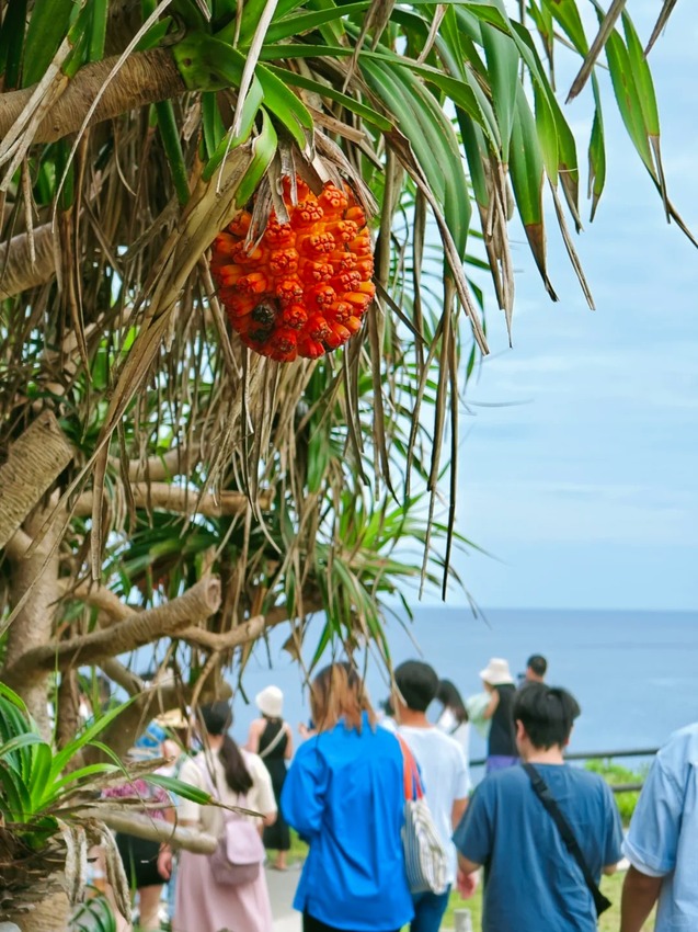 新加坡🇯🇵隨便拍都是沖繩明信片的風景🌿