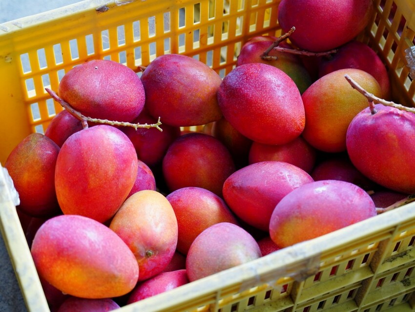 屏東縣獅子鄉在獅子好芒·山蘇蕨起裡,展開一場山海交織的部落旅行|走進獅子鄉 Sisigu