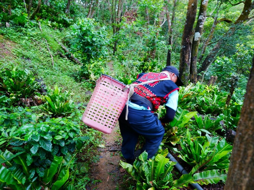 屏東縣獅子鄉在獅子好芒·山蘇蕨起裡,展開一場山海交織的部落旅行|走進獅子鄉 Sisigu