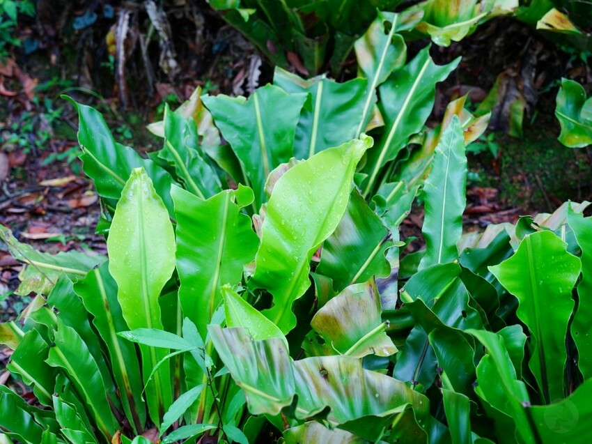 屏東縣獅子鄉在獅子好芒·山蘇蕨起裡,展開一場山海交織的部落旅行|走進獅子鄉 Sisigu