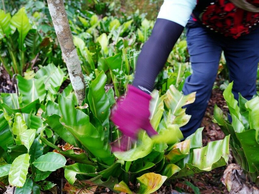 屏東縣獅子鄉在獅子好芒·山蘇蕨起裡,展開一場山海交織的部落旅行|走進獅子鄉 Sisigu