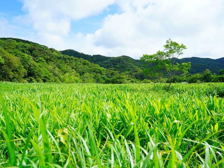 屏東縣獅子鄉在獅子好芒·山蘇蕨起裡,展開一場山海交織的部落旅行|走進獅子鄉 Sisigu
