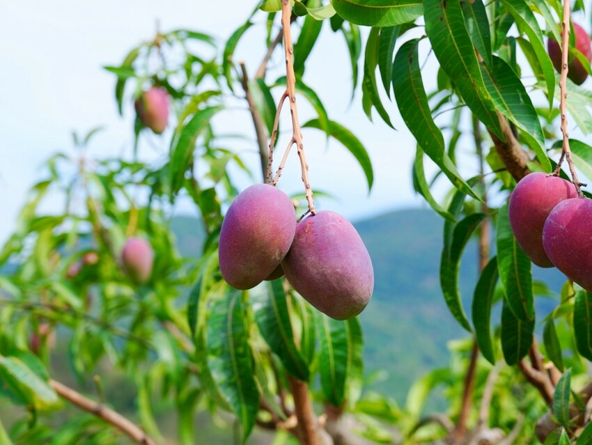 屏東縣獅子鄉在獅子好芒·山蘇蕨起裡,展開一場山海交織的部落旅行|走進獅子鄉 Sisigu