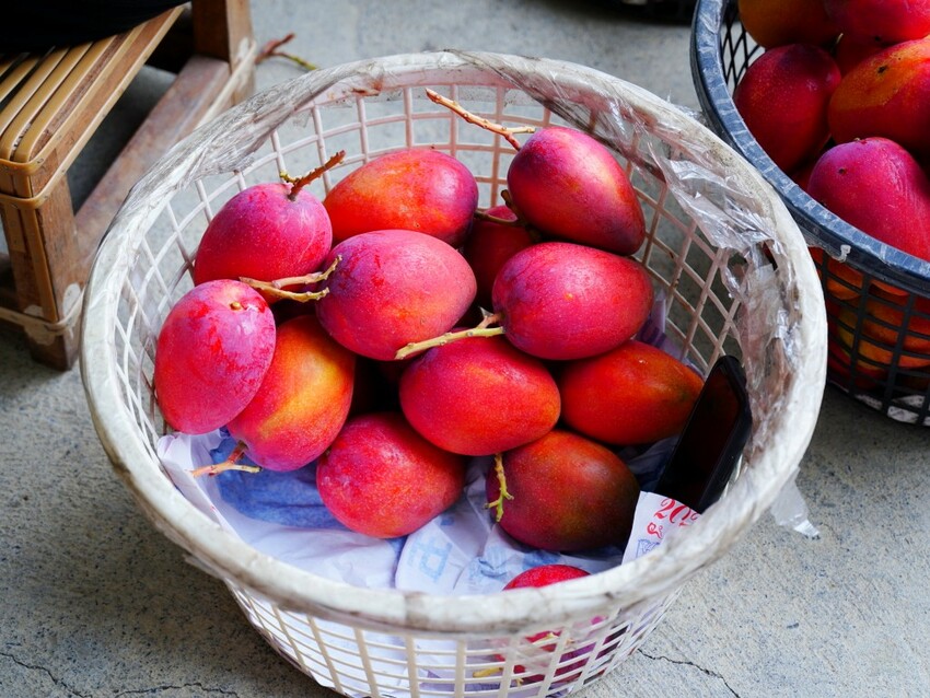 屏東縣獅子鄉在獅子好芒·山蘇蕨起裡,展開一場山海交織的部落旅行|走進獅子鄉 Sisigu