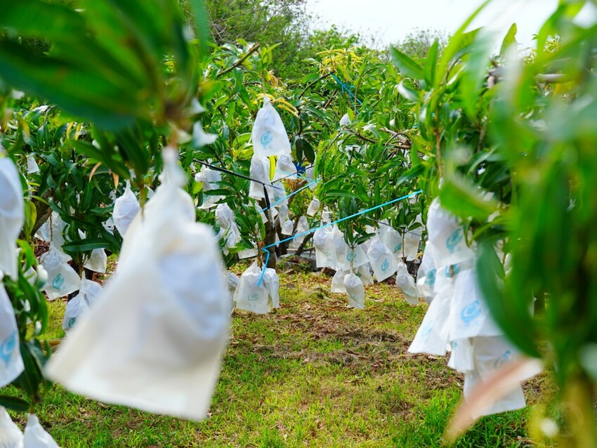 屏東縣獅子鄉在獅子好芒·山蘇蕨起裡,展開一場山海交織的部落旅行|走進獅子鄉 Sisigu