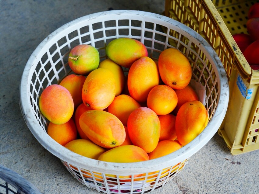 屏東縣獅子鄉在獅子好芒·山蘇蕨起裡,展開一場山海交織的部落旅行|走進獅子鄉 Sisigu