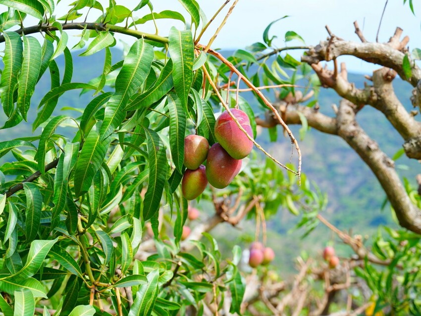 屏東縣獅子鄉在獅子好芒·山蘇蕨起裡,展開一場山海交織的部落旅行|走進獅子鄉 Sisigu