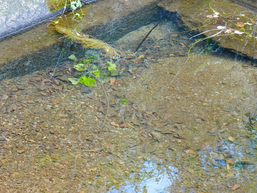 屏東縣獅子鄉在獅子好芒·山蘇蕨起裡,展開一場山海交織的部落旅行|走進獅子鄉 Sisigu