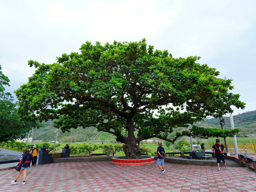屏東縣獅子鄉在獅子好芒·山蘇蕨起裡,展開一場山海交織的部落旅行|走進獅子鄉 Sisigu
