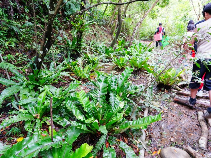 屏東縣獅子鄉在獅子好芒·山蘇蕨起裡,展開一場山海交織的部落旅行|走進獅子鄉 Sisigu