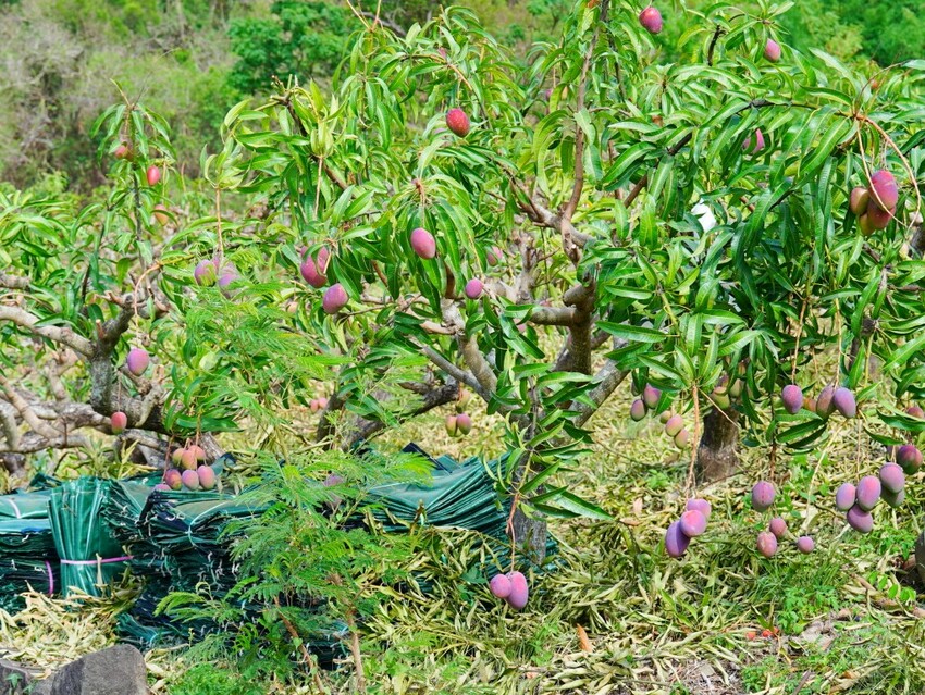屏東縣獅子鄉在獅子好芒·山蘇蕨起裡,展開一場山海交織的部落旅行|走進獅子鄉 Sisigu