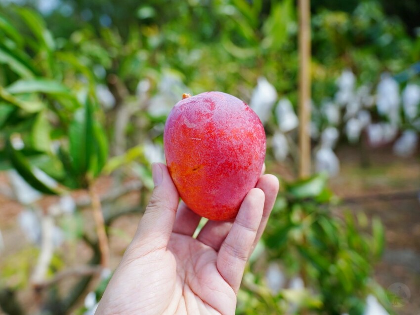 屏東縣獅子鄉在獅子好芒·山蘇蕨起裡,展開一場山海交織的部落旅行|走進獅子鄉 Sisigu