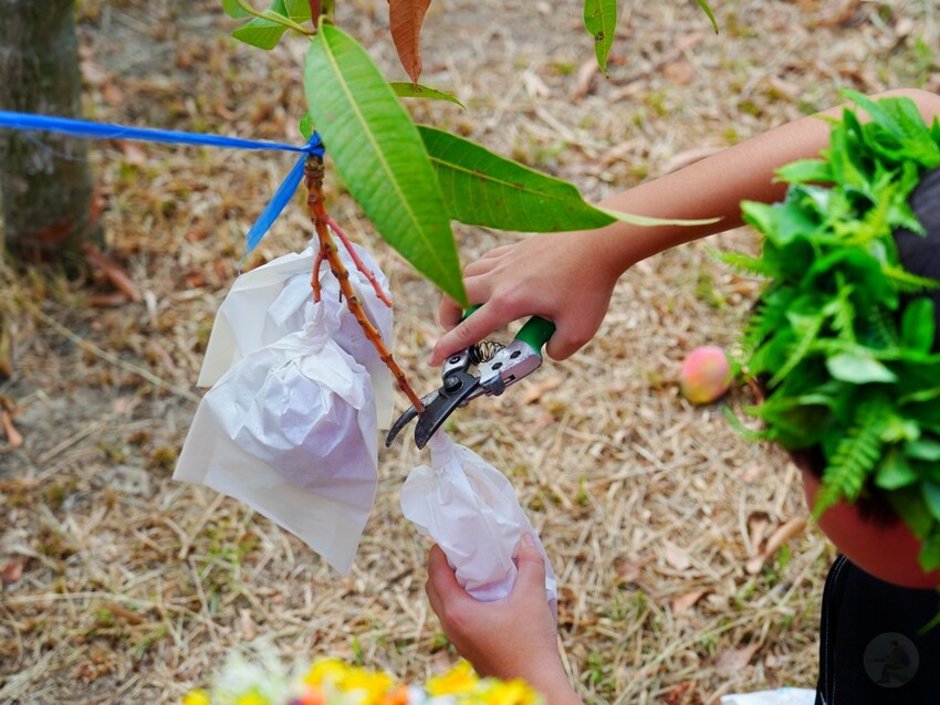 屏東縣獅子鄉在獅子好芒·山蘇蕨起裡,展開一場山海交織的部落旅行|走進獅子鄉 Sisigu