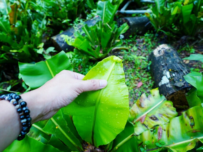 屏東縣獅子鄉在獅子好芒·山蘇蕨起裡,展開一場山海交織的部落旅行|走進獅子鄉 Sisigu