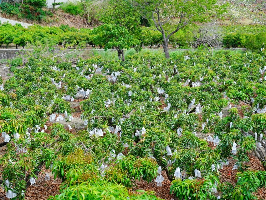 屏東縣獅子鄉在獅子好芒·山蘇蕨起裡,展開一場山海交織的部落旅行|走進獅子鄉 Sisigu