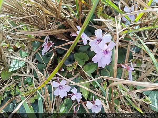 宜蘭景點/抹茶山之旅(下)/登頂抹茶山觀景平台、聖母山莊,再 宜蘭景點/抹茶山之旅(下)/登頂抹茶山觀景平台、聖母山莊,再