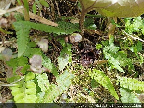宜蘭景點/抹茶山之旅(下)/登頂抹茶山觀景平台、聖母山莊,再 宜蘭景點/抹茶山之旅(下)/登頂抹茶山觀景平台、聖母山莊,再