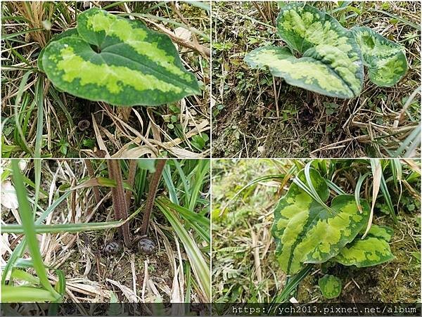 宜蘭景點/抹茶山之旅(下)/登頂抹茶山觀景平台、聖母山莊,再 宜蘭景點/抹茶山之旅(下)/登頂抹茶山觀景平台、聖母山莊,再