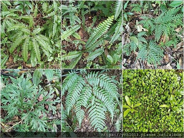 20250301抹茶山(1) 20250301抹茶山(1)