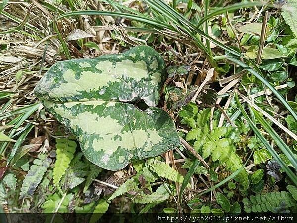 宜蘭景點/抹茶山之旅(下)/登頂抹茶山觀景平台、聖母山莊,再 宜蘭景點/抹茶山之旅(下)/登頂抹茶山觀景平台、聖母山莊,再