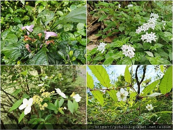 20250301抹茶山(1) 20250301抹茶山(1)