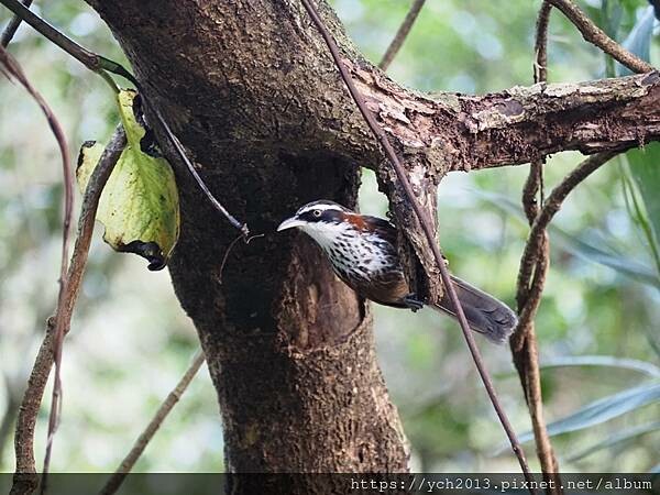 宜蘭景點/抹茶山之旅(下)/登頂抹茶山觀景平台、聖母山莊,再 宜蘭景點/抹茶山之旅(下)/登頂抹茶山觀景平台、聖母山莊,再