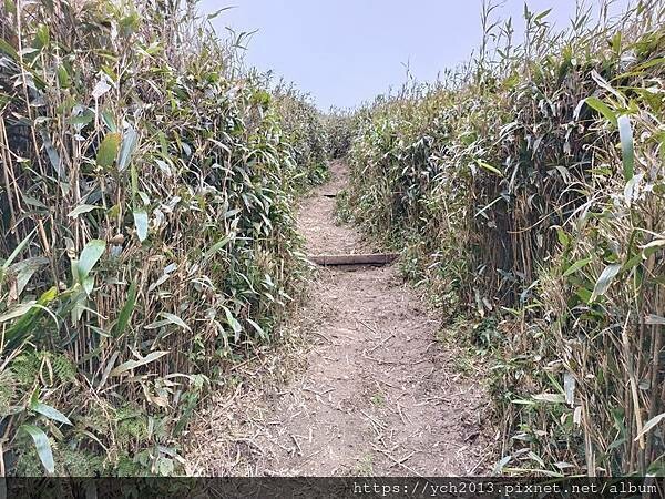 宜蘭景點/抹茶山之旅(下)/登頂抹茶山觀景平台、聖母山莊,再 宜蘭景點/抹茶山之旅(下)/登頂抹茶山觀景平台、聖母山莊,再