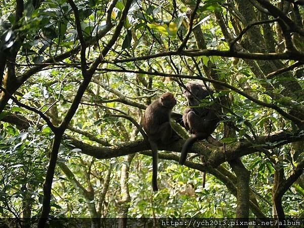宜蘭景點/抹茶山之旅(下)/登頂抹茶山觀景平台、聖母山莊,再 宜蘭景點/抹茶山之旅(下)/登頂抹茶山觀景平台、聖母山莊,再