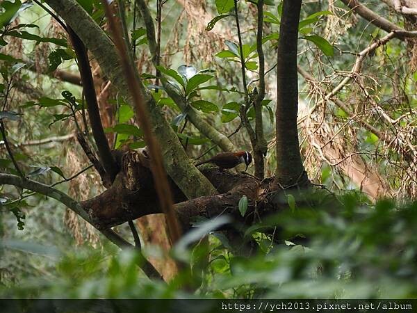 20250301抹茶山(1) 20250301抹茶山(1)