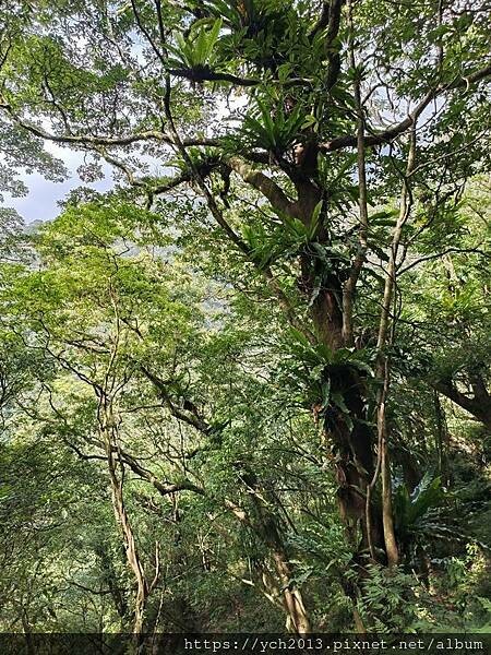 20250301抹茶山(1) 20250301抹茶山(1)